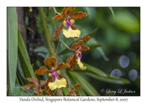 Vanda Orchids