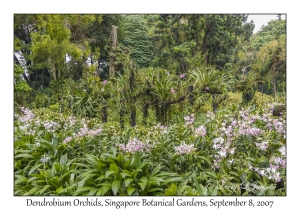 Dendrobium Orchids