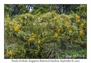 Vanda Orchids