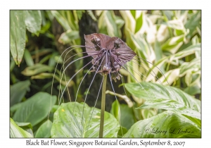 Black Bat Flower