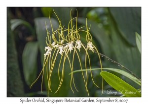 Spider Orchid