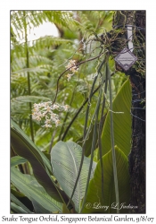 Snake Tongue Orchid