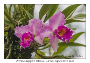 Orchid