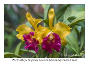 Dow's Cattleya