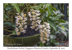 Dendrobium Orchid