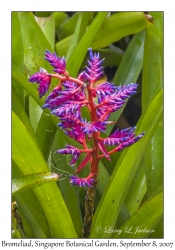 Bromeliad