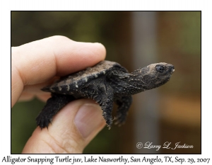 Alligator Snapping Turtle, juvenile