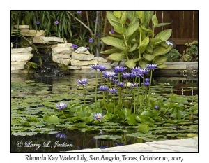 Rhonda Kay Water Lily