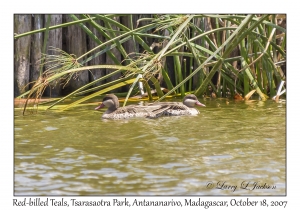 Red-billed Teals