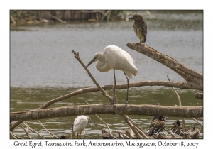 Great Egret