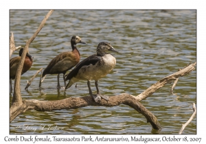 Comb Duck female