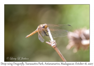 Drop-wing Dragonfly