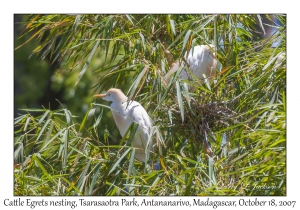 Cattle Egret nesting