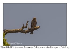 Yellow-billed Kite immature