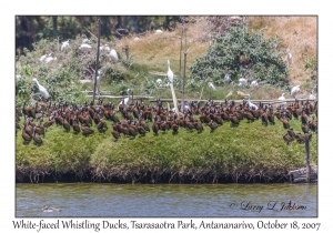 White-faced Whistling Ducks