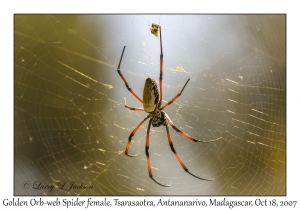 Golden Orb-web Spider female