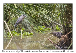 Black-crowned Night Heron