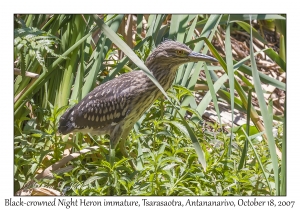 Black-crowned Night Heron immature