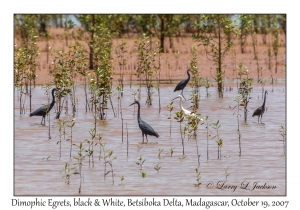 Dimorphic Egrets