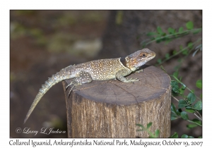 Collared Iguanid