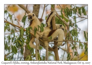 Coquerel's Sifaka