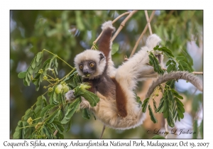 Coquerel's Sifaka