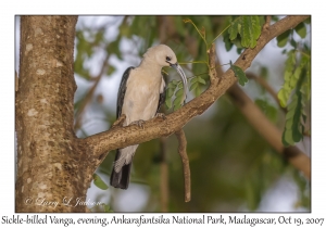 Sickle-billed Vanga