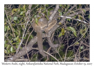 Western Avahi (Wooly Lemur)