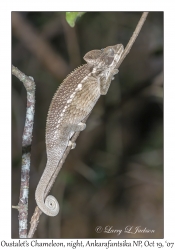 Oustalet's Chameleon