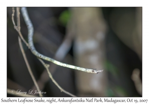 Southern Leafnose Snake