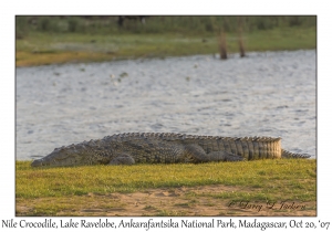 Nile Crocodile