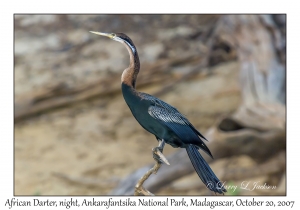 African Darter