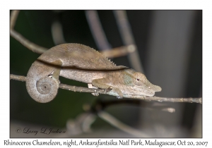 Rhinoceros Chameleon