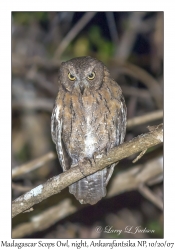 Madagascar Scops Owl