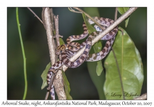 Arboreal Snake