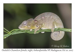 Oustalet's Chameleon female