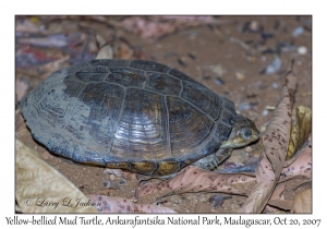 Yellow-bellied Mud Turtle