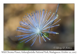 Wild Chroma Flower