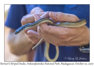 Bernier's Striped Snake