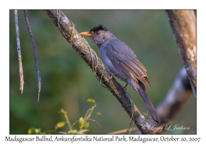 Madagascar Bulbul