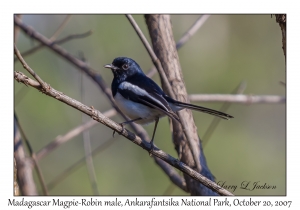 Madagascar Magpie-Robin male