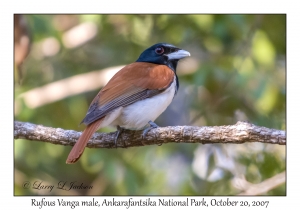 Rufous Vanga male