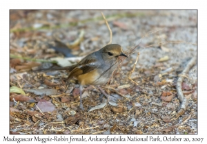 Madagascar Magpie-Robin female