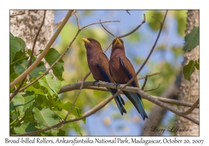 Broad-billed Rollers