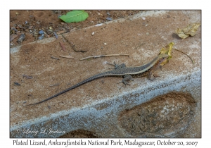 Plated Lizard