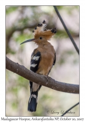 Madagascar Hoopoe