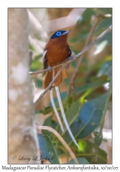 Madagascar Paradise Flycatcher male