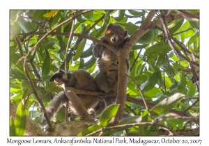 Mongoose Lemurs