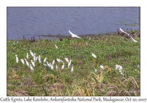 Cattle Egrets