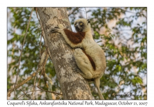 Coquerel's Sifaka